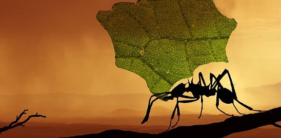 O cvrčcích, mravencích a obchodní bilanci