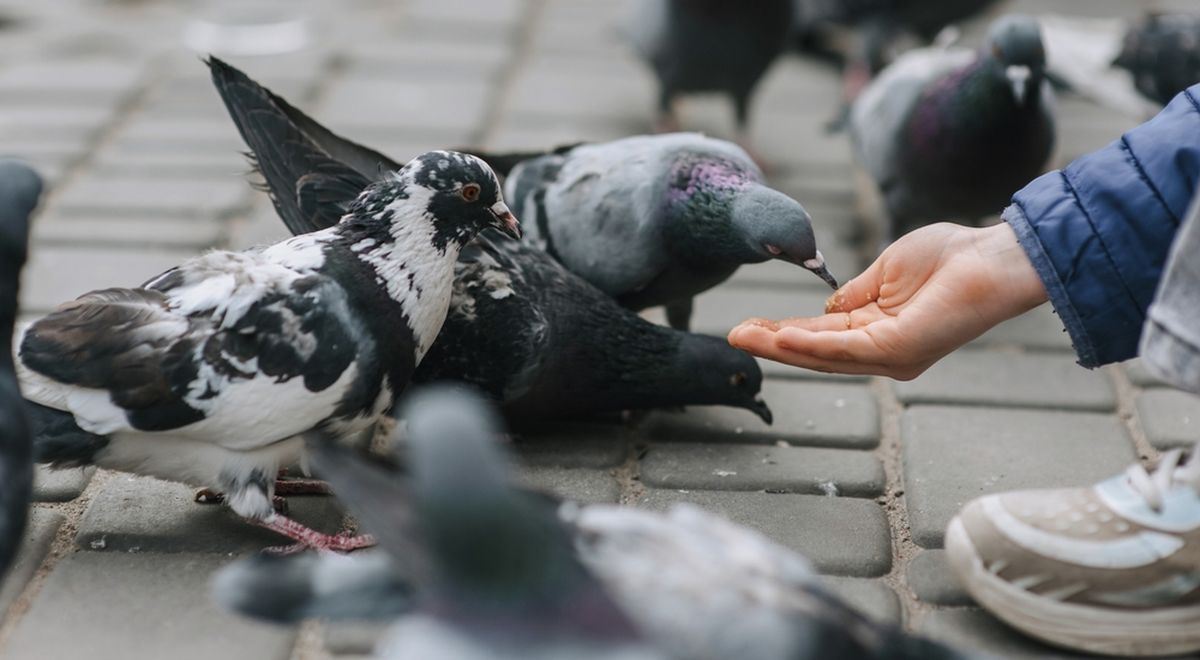 Dluh za popelnice, psy nebo holuby? Místo exekutorů nastoupí celníci