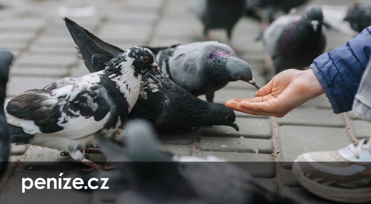 Dluh za popelnice, psy nebo holuby? Místo exekutorů nastoupí celníci