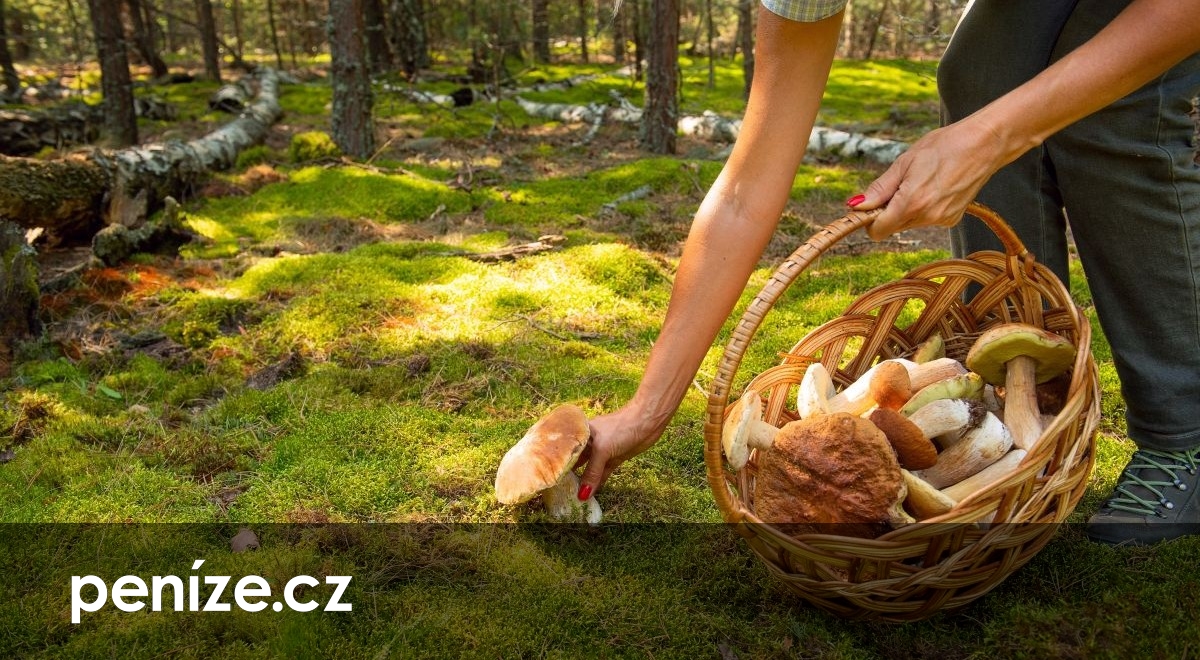 Kdy už je prodej hub a přebytků ze zahrady podnikání? Finančák připomíná pravidla
