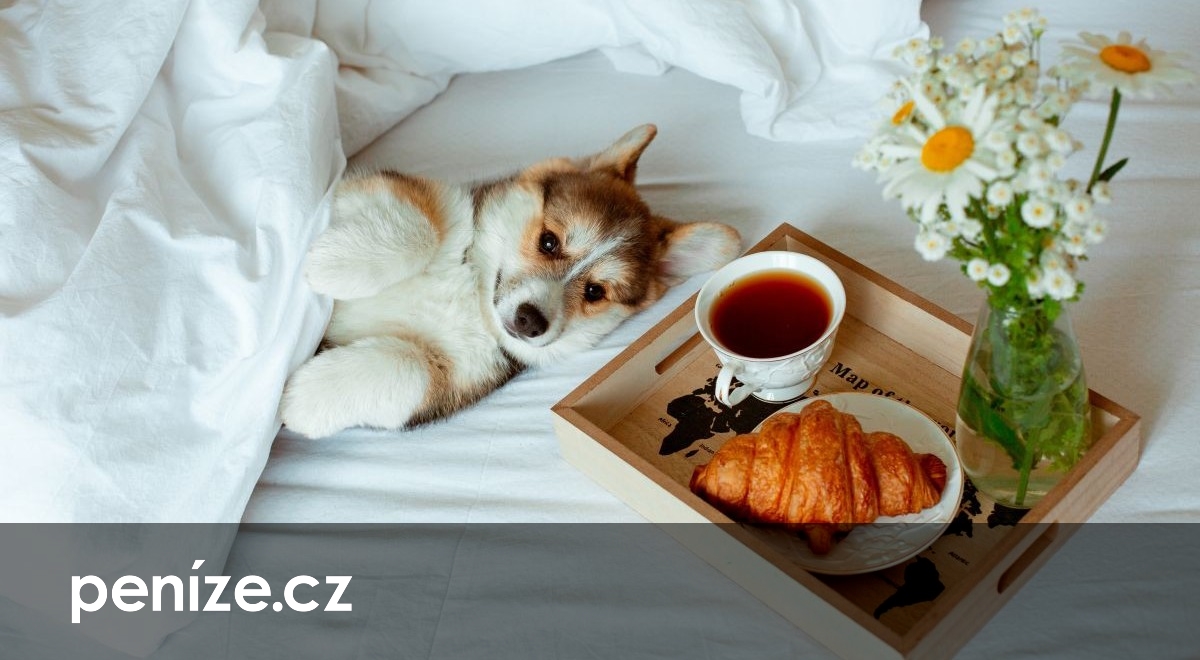 Místo dětí zvířecí mazlíček. Hotely řeší nový trend a lákají bonitní bezdětné páry