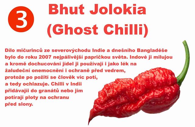 Nejpálivější chilli paprička na světě