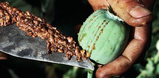 Afghánské opium: nová plíseň, nové trendy, staré problémy