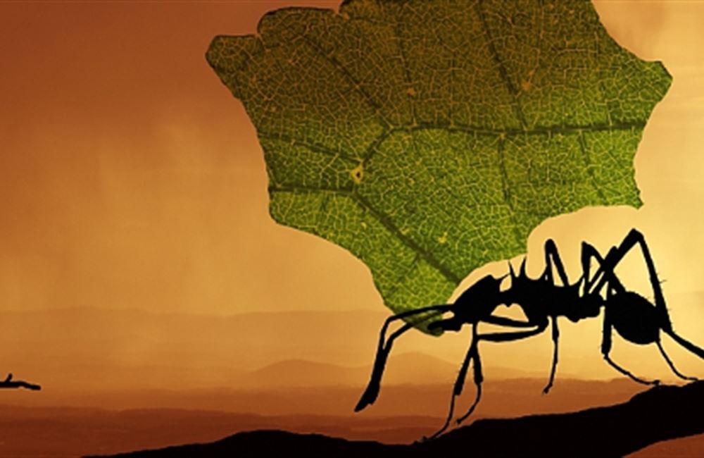 O cvrčcích, mravencích a obchodní bilanci