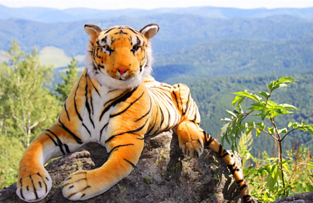Pozitivní zprávy: Populační exploze plyšových tygrů