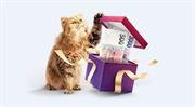 Kocour na námluvách. Otestujte si, co víte o Monetě a Air Bank