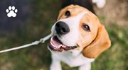 Znáte trendy v péči o psy? High-tech, bio a styl v hlavní roli