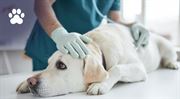 Když váš pes musí k lékaři. Přehled nákladů a tipy, jak ušetřit
