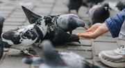 Dluh za popelnice, psy nebo holuby? Místo exekutorů nastoupí celníci