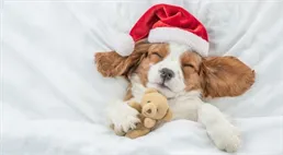 Čtyřnohý drahoušek. Spočítali jsme, kolik stojí pořízení psa