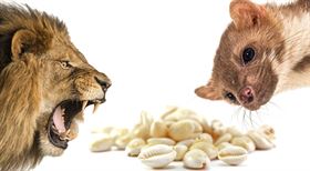 Kuna, lev a ulita. Proč se peníze jmenují po zvířatech