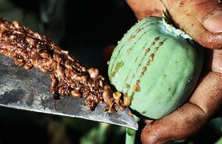 Afghánské opium: nová plíseň, nové trendy, staré problémy