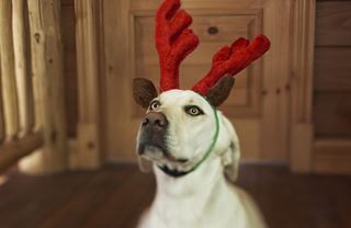 Státní spořicí dluhopisy: Letos naděluje Santa Kalousek