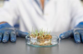 Konspirační teorie: Geneticky modifikované potraviny