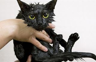 Pozitivní zprávy: Sušení koček v mikrovlnce má důstojného soupeře