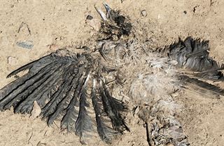 Pozitivní zprávy: Vrána končí