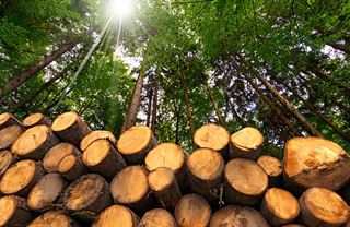 Horší než ropa? Proč biopaliva nejsou zelená