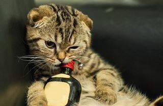 Všichni na zákaz pití kašlou? Zakážeme ho znovu a víc
