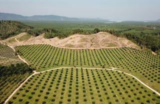 Palmový olej je zlo. Žádný palmový olej je ještě větší zlo