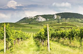 Jaké jsou nové trendy v tuzemském vinařství?