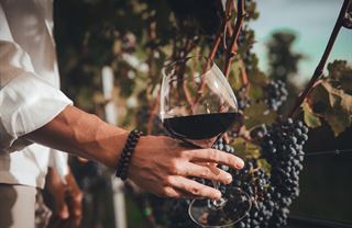 Tlačová správa – Pozvánka: Andau Vinobranie 2025/ Vinári predstavujú svoje nové ročníky