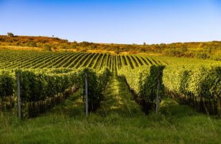 Znovín Znojmo má nového vlastníka. Zároveň vznikl nový vinařský holding ZWG.WINE s českým managementem i kapitálem