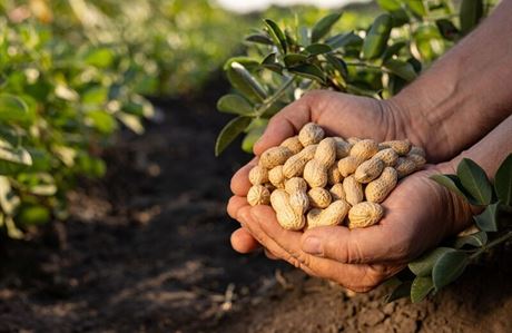 Mars zdvojnásobuje úsilí o dokonalý arašíd, investuje 5 milionů dolarů do průkopnické zemědělské vědy[1]