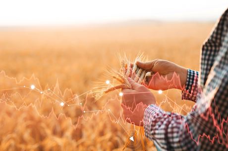 Zemědělci čelí kolapsu výkupních cen. Potraviny ale zlevňují pomaleji