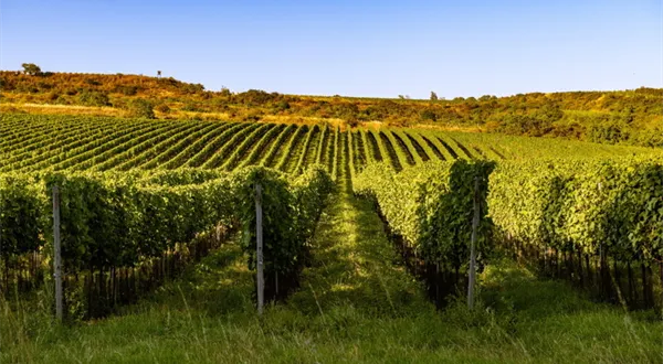 Znovín Znojmo má nového vlastníka. Zároveň vznikl nový vinařský holding ZWG.WINE s českým managementem i kapitálem