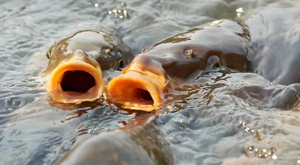 Tomáš Prouza: Český rybník a reálný svět 