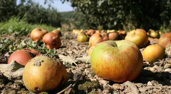 My ty peníze musíme vyčerpat! Stát hledá „nový Apple“