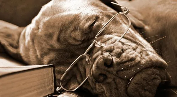 Svatba, nebo život na psí knížku? Co se víc vyplatí?