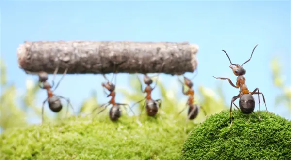 Fondy, které za to stojí: Mutual Global Discovery Fund