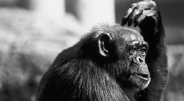 Opice vydělá na burze víc než analytici