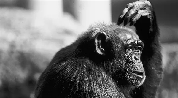 Opice vydělá na burze víc než analytici