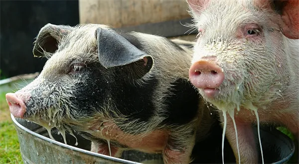 Spor o polské potraviny… Jak se vyhnout šmejdům?
