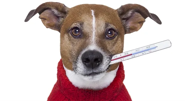 Cestovní pojištění psa: Mazlíčkům se smůla nevyhýbá