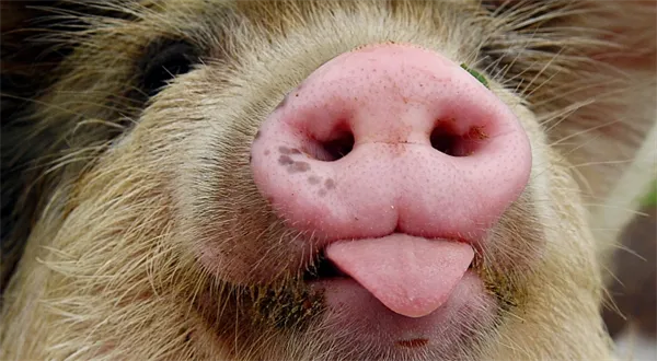 Sexistické prasátečko konečně vysvětlené i pro křupáky