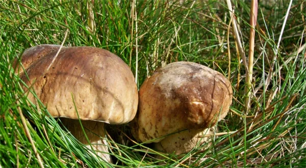 Les, investice spíše srdcová II