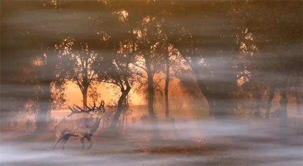 Les, investice spíše srdcová I