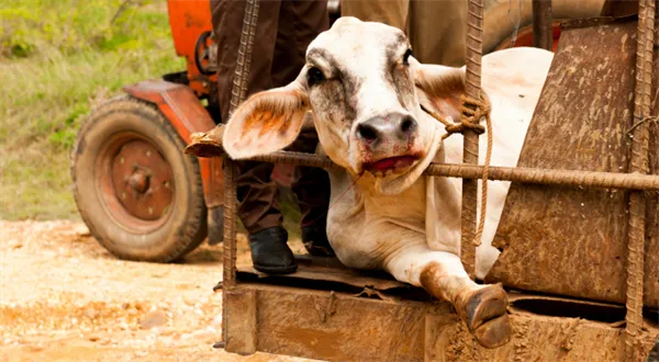 Kovaná ekonomie: Investuj, když teče krev, ne když smrdí jatka