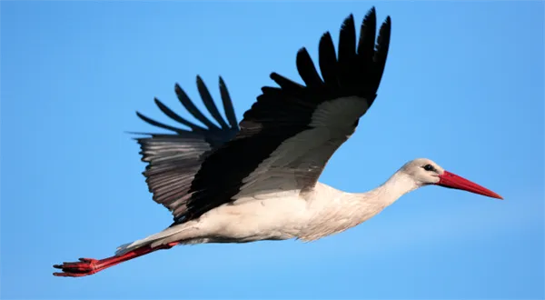 Porodné 2015. Máte na něj nárok? Přehled, kalkulačka, formuláře