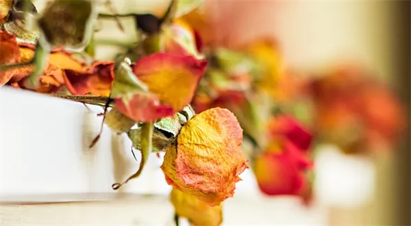 Česká strana sociálně darwinistická