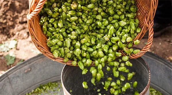 Student vydělává. Brigáda, zaměstnání, podnikání – výhody a povinnosti