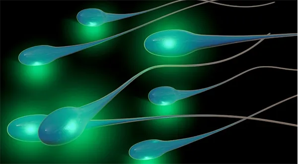 Spermie za pět set, vajíčka za dvacet tisíc… Kolik vyděláte na vlastním těle