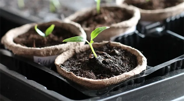 Samozásobitelem v roce 2017. Naplánujte si zeleninovou zahradu