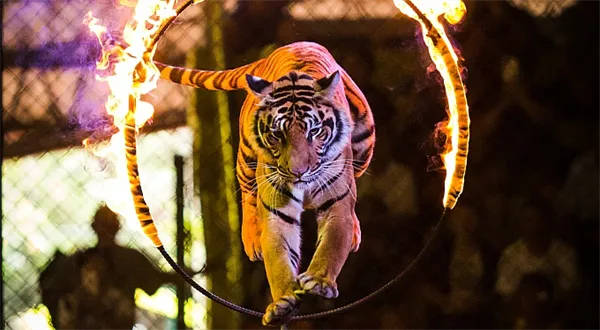 Listopad na trzích. Česko až moc tygrem. Chystá ČNB bič?