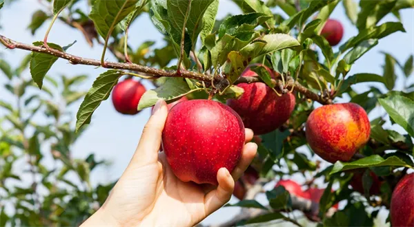 Poslední šance zásobit se zadarmo na zimu. Bezinky dozrály, švestky lámou větve
