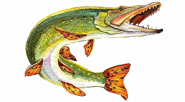 Nová štika v rybníce: investování do půjček nikdy nebylo snazší