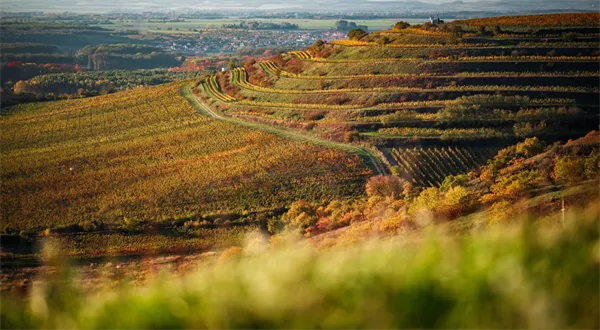 Dobré víno nestačí